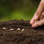 Hand Sowing seeds