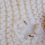 Why Moth Extermination Matters for Your Home Safety