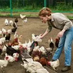 Farmer pouring chicken feed into troughs